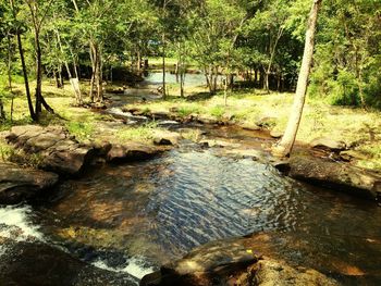 Scenic view of river flowing in forest