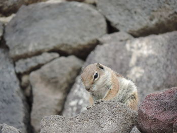 Close-up of squirrel on rock