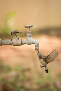 Close-up of birds on faucet outdoors