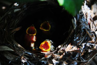 Close-up of birds in water