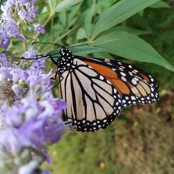 Close-up of butterfly pollinating on purple flower