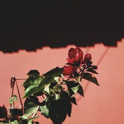 Close-up of red flowering plant against wall