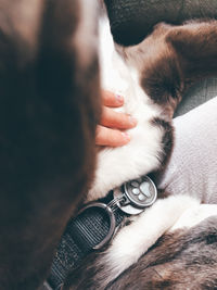 Close-up of hand stroking dog