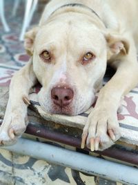 Close-up portrait of dog relaxing on floor