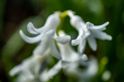 Close-up of white flowering plant