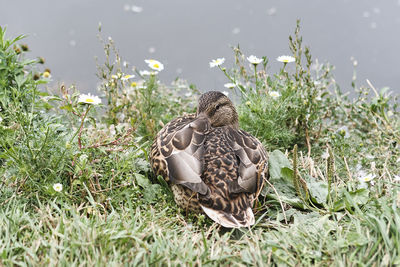 View of a bird on grass