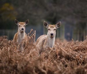 Portrait of deer on field