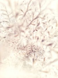 Close-up of snow covered tree