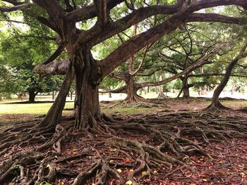 Trees on field in forest
