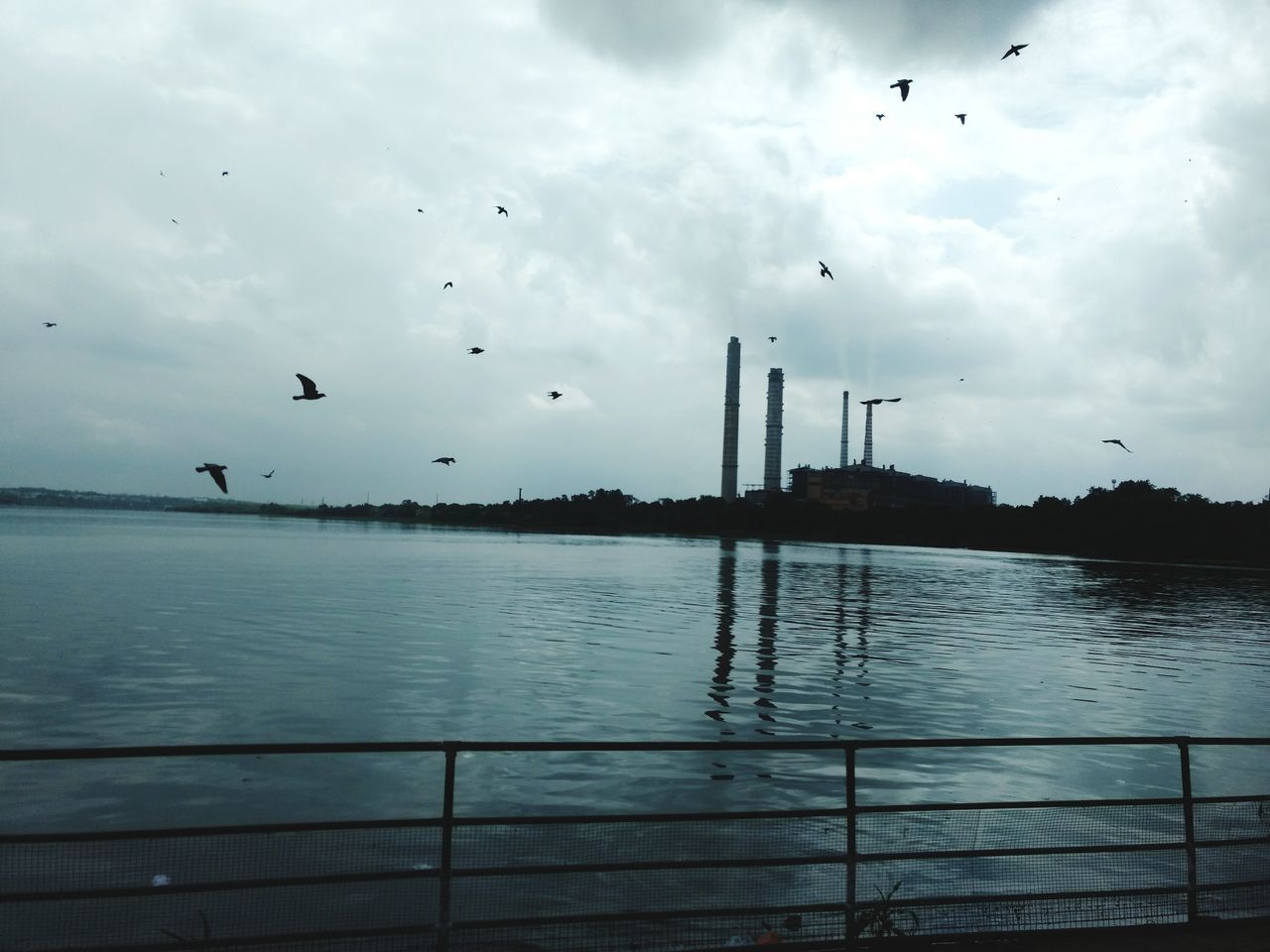 BIRDS FLYING OVER WATER IN CITY