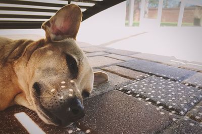 Close-up of dog lying on floor