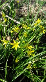 Close-up of fresh green grass