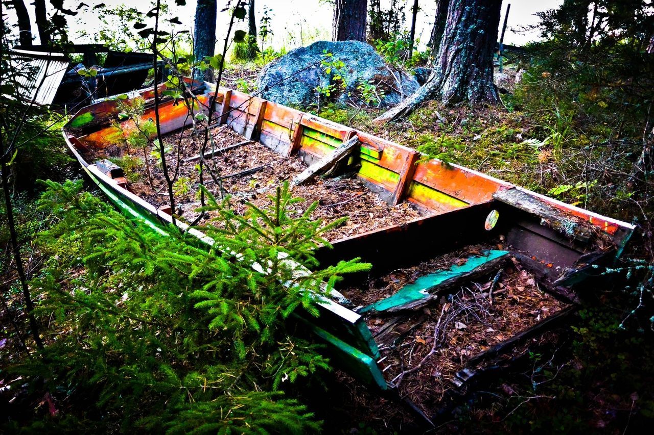 transportation, tree, mode of transport, plant, land vehicle, abandoned, day, high angle view, outdoors, growth, no people, obsolete, green color, sunlight, old, nature, damaged, car, built structure, front or back yard