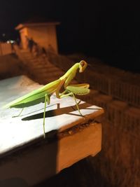 Close-up of grasshopper on wood at night