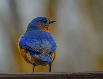 Blue bird perching on a railing