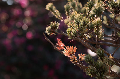 Close-up of plant