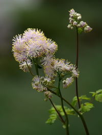 Close-up of purple flowering plant