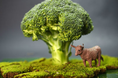 Miniature nature theme with brocoli and toy