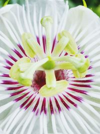 Close-up of purple flowering plant