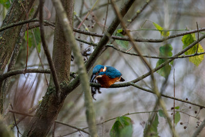 A common kingfisher, alcedo atthis, , eurasian kingfisher, or river kingfisher perched on a branch.