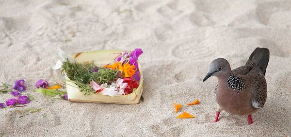 Bird perching by religious offerings on sand at beach