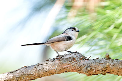 Close-up of bird perching on a tree