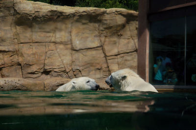 View of an animal sleeping in zoo