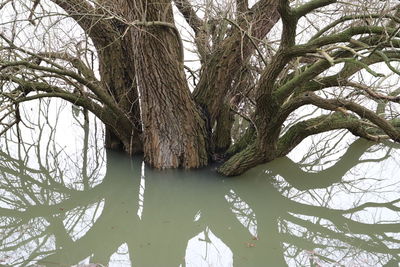 Bare tree by lake