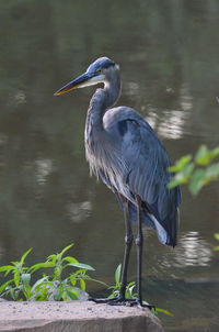 High angle view of gray heron perching on lake