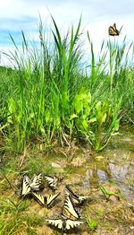 Plants growing on field by lake