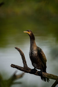 Close-up of cormorant perching on branch