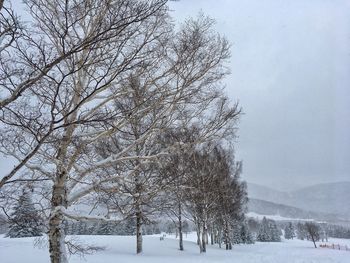 Low angle view of snow covered tree against sky