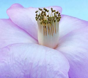 Close-up of pink flower