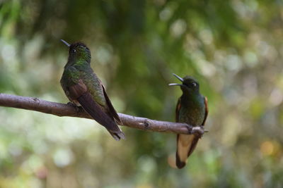 Close-up of birds perching on branch