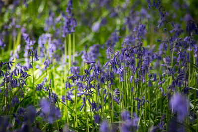 Close-up of lavender growing on field