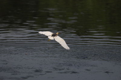 Bird flying over lake