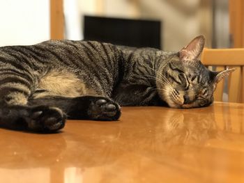 Cat sleeping on table