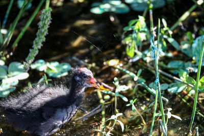 Scruffy baby common gallinule gallinula chloropus chick searches for food in a marsh in naples