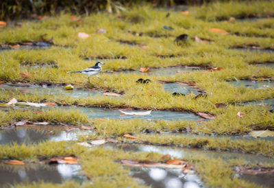 View of birds in lake