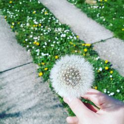 Hand holding dandelion flower