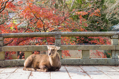 Portrait of cat sitting on railing during autumn