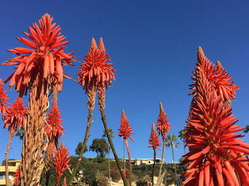 Low angle view of flowers against clear blue sky