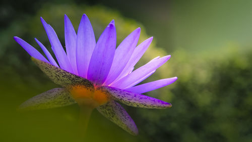 Close-up of purple flower