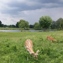 Trees on grassy field