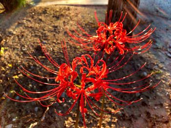 Close-up of red flowers