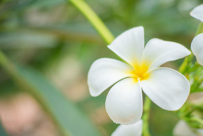 Close-up of white frangipani flower blooming outdoors