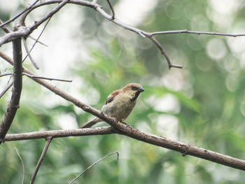 Close-up of bird perching on branch