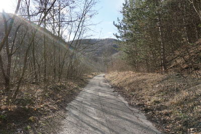 Footpath amidst trees in forest against sky