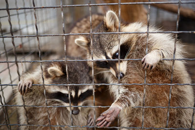 Close-up of cats in zoo