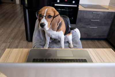 Portrait of dog sitting on table